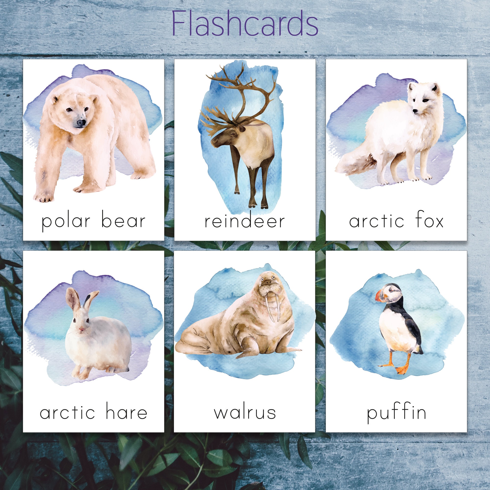 Polar Animals Flash Card  Montessori Printable Resources – Montessori  Marbles