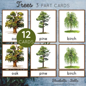 Trees Montessori 3 części karty. Karty identyfikacji drzew. Aktywność słownikowa dla przedszkolaków i przedszkolaków.