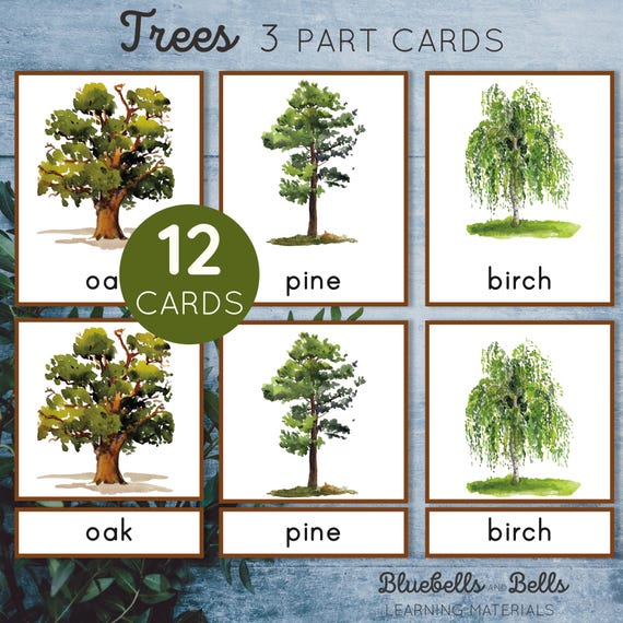 Names Of Trees Food Ideas Tree Identification Tree Id Garden Trees