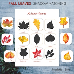 Fall leaf Montessori printable. Leaf identification preschool printable. Autumn leaves shadow matching activity for toddlers.