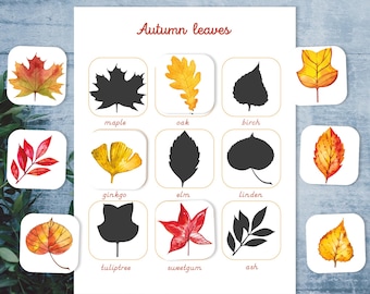 Fall leaf Montessori printable. Leaf identification preschool printable. Autumn leaves shadow matching activity for toddlers.