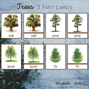 Trees Montessori 3 Part Cards. Tree Identification Cards. Vocabulary ...