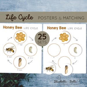 May include: Honey Bee Life Cycle Poster and Matching Cards. The poster shows the stages of a honey bee's life cycle: egg, larva, pupa, and adult. The matching cards have images of each stage of the life cycle.