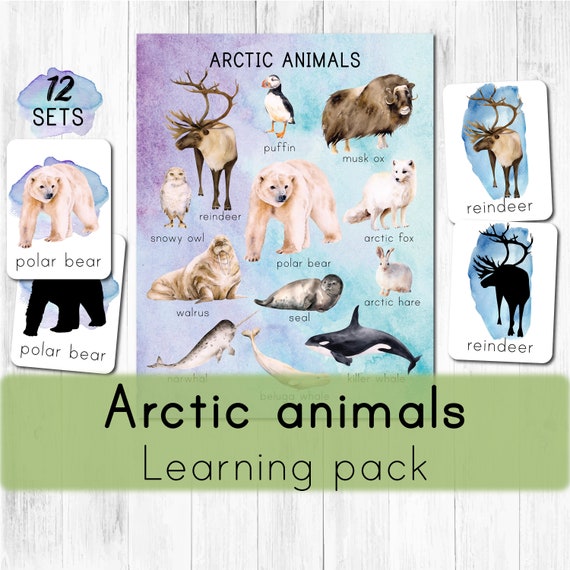 Arctic animals Montessori printable. North pole animals