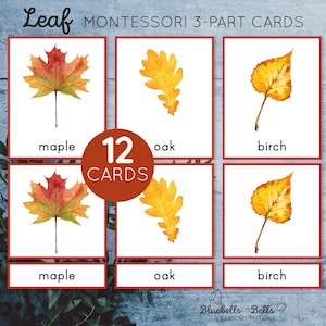 Montessori fall printable leaf identification three part cards. Preschool vocabulary activity. Kindergarten pre-reading skills.