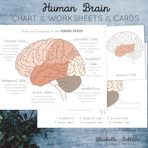 May include: Educational chart and worksheets about the human brain. The image features a detailed illustration of the brain, labeling different lobes and their functions. Text includes "Human Brain CHART & WORKSHEETS & CARDS" and "Bluebells and Bells Learning Materials."