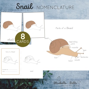 Może przedstawiać: Edukacyjne fiszki do nauki o ślimakach. Obrazek przedstawia zestaw 8 kart z ilustracjami ślimaków i ich części, w tym muszli, nogi, głowy i czułków. Tekst "Snail Nomenclature" znajduje się na górze.
