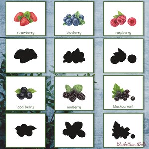 K&ouml;nnte beinhalten: Ein druckbarer Satz von 9 Karten mit verschiedenen Beerensorten. Jede Karte zeigt eine farbige Illustration der Beere und eine Silhouette der Beere. Die enthaltenen Beeren sind Erdbeere, Blaubeere, Himbeere, A&ccedil;ai-Beere, Maulbeere, schwarze Johannisbeere.