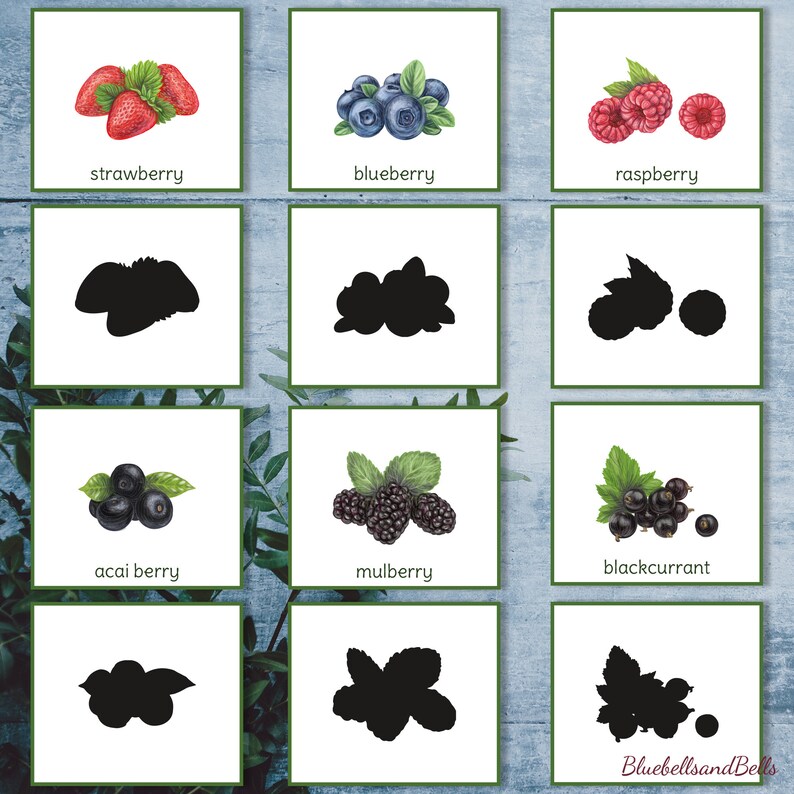 K&ouml;nnte beinhalten: Ein druckbarer Satz von 9 Karten mit verschiedenen Beerensorten. Jede Karte zeigt eine farbige Illustration der Beere und eine Silhouette der Beere. Die enthaltenen Beeren sind Erdbeere, Blaubeere, Himbeere, A&ccedil;ai-Beere, Maulbeere, schwarze Johannisbeere.