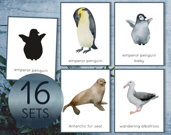 Antarctica Animal Flashcards and Shadow Matching Cards. - Etsy UK Antarctica Animal Flashcards and Shadow Matching Cards. - Etsy UK