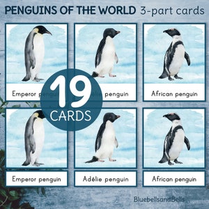 Pingüinos del mundo cartas de 3 partes. Tarjetas imprimibles de tipos de pingüinos. Actividad Montessori de invierno.