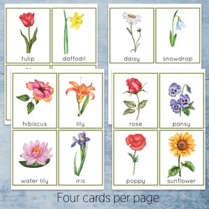 Flower Identification Printable Cards and Poster. Montessori Spring ...
