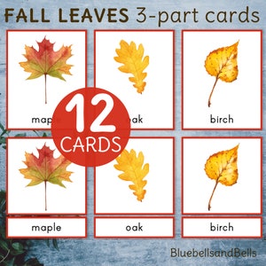 Carte Montessori di identificazione foglia stampabile autunnale in tre parti. Attività sul vocabolario prescolare. Competenze di pre-lettura per la scuola materna.