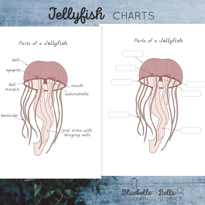 Parts of a Jellyfish Printable Nomenclature Cards, Control Chart ...