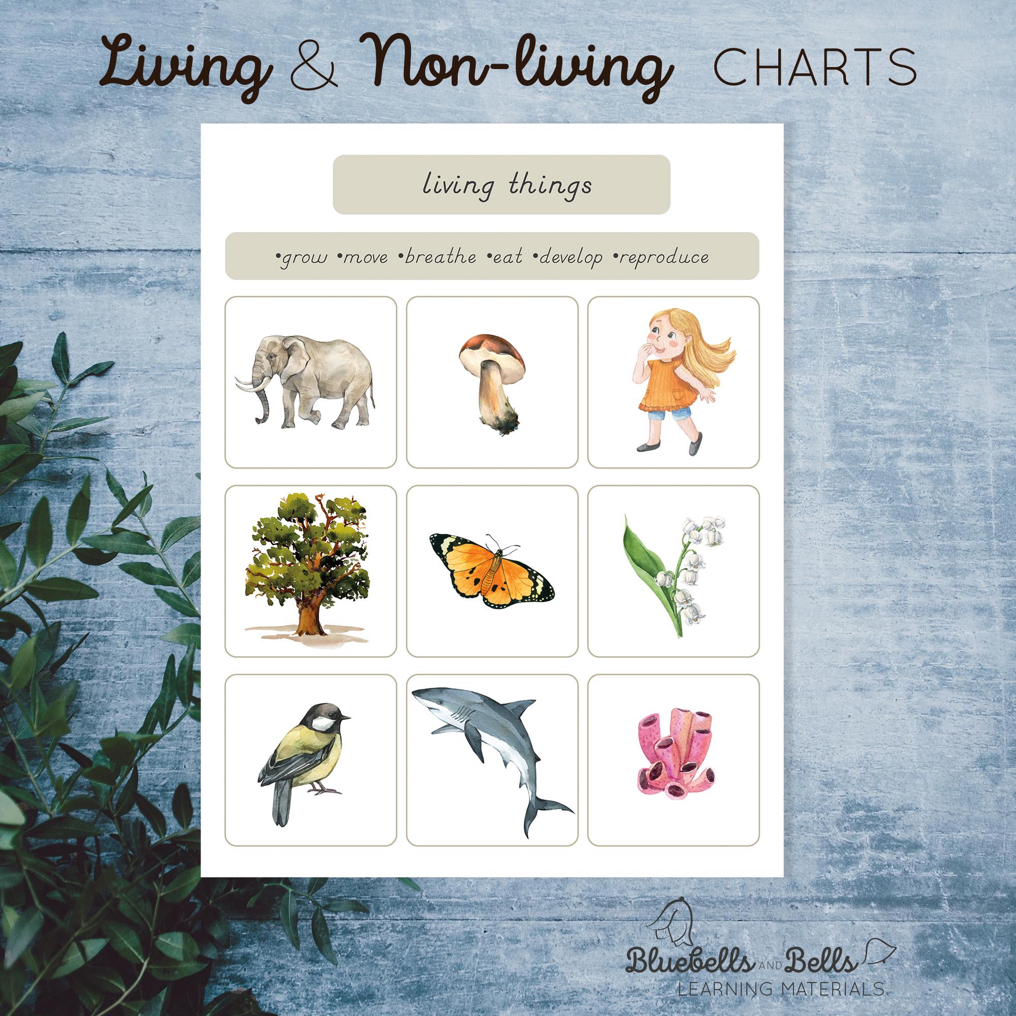 Living and Non-living Things Charts and Worksheets Sorting Activity ...