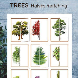 以下が含まれることがあります： 「TREES Halves matching」というタイトルの印刷可能なワークシート。ワークシートには9つの正方形があり、それぞれに半分に切られた木の水彩画が描かれています。木はオーク、メープル、パイン、ウィロー、ファー、アップルなど、さまざまな色と種類があります。