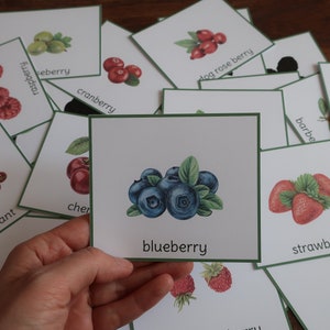 K&ouml;nnte beinhalten: Ein Satz von Lernkarten mit verschiedenen Beerenarten. Jede Karte zeigt eine farbenfrohe Illustration einer Beere und ihren Namen darunter. Die Beeren umfassen Blaubeere, Cranberry, rote Johannisbeere, Erdbeere, Preiselbeere, Goji-Beere, Hagebutte, Himbeere und Kirsche.