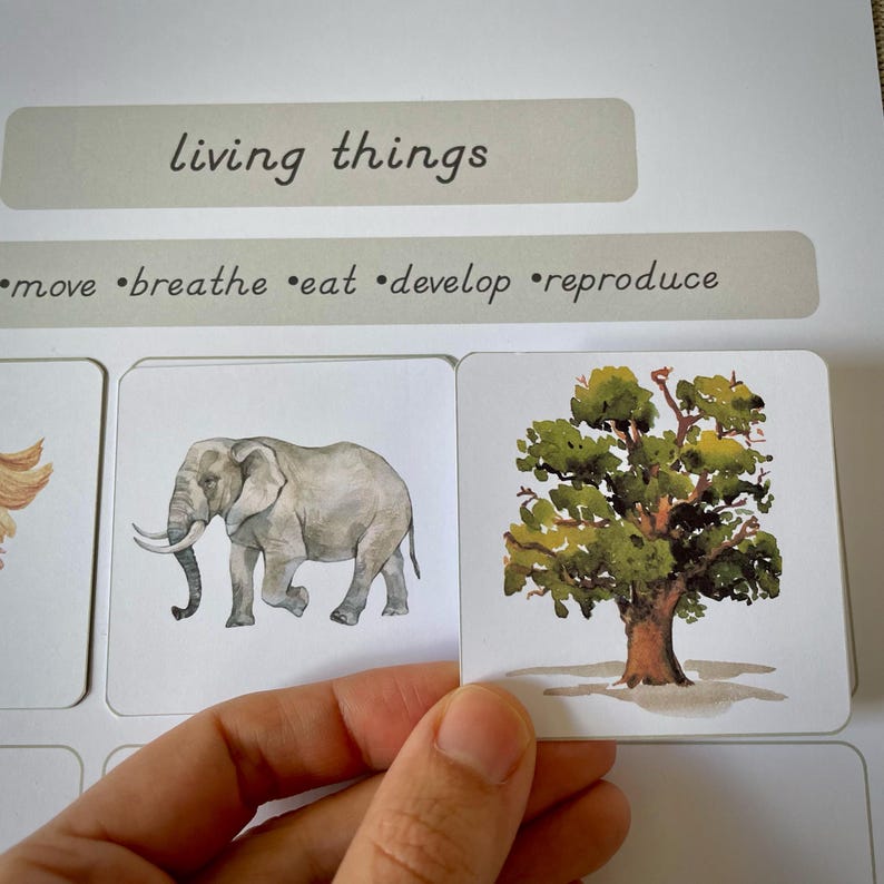 Living and Non-living Things Charts and Worksheets Sorting Activity ...