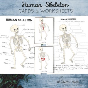 May include: A printable worksheet for learning about the human skeleton. The worksheet features a labeled diagram of the human skeleton with the names of the bones written next to them. The worksheet also includes a fill-in-the-blank section where students can identify the parts of the skeleton.