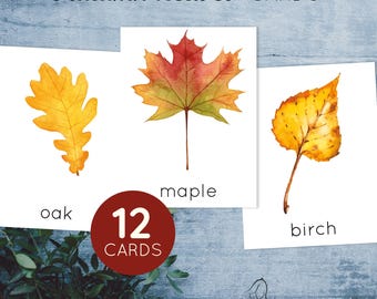 Autumn leaf identification mini flashcards. Watercolor fall printable cards for toddlers and preschoolers.