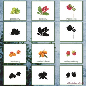 K&ouml;nnte beinhalten: Ein Satz von 12 Karten mit Illustrationen verschiedener Beeren, darunter Stachelbeere, Berberitze, Preiselbeere, Moltebeere, Sanddorn und wilde Erdbeere. Jede Karte enth&auml;lt auch eine Silhouette der Beere.