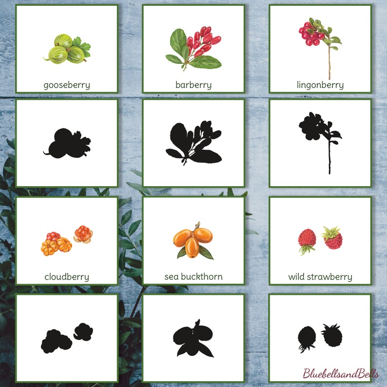 K&ouml;nnte beinhalten: Ein Satz von 12 Karten mit Illustrationen verschiedener Beeren, darunter Stachelbeere, Berberitze, Preiselbeere, Moltebeere, Sanddorn und wilde Erdbeere. Jede Karte enth&auml;lt auch eine Silhouette der Beere.