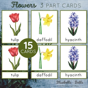 Montessori Spring Flowers 3 częściowe karty. Karty identyfikacyjne kwiatów dla przedszkola i przedszkola. Karty nomenklatury.