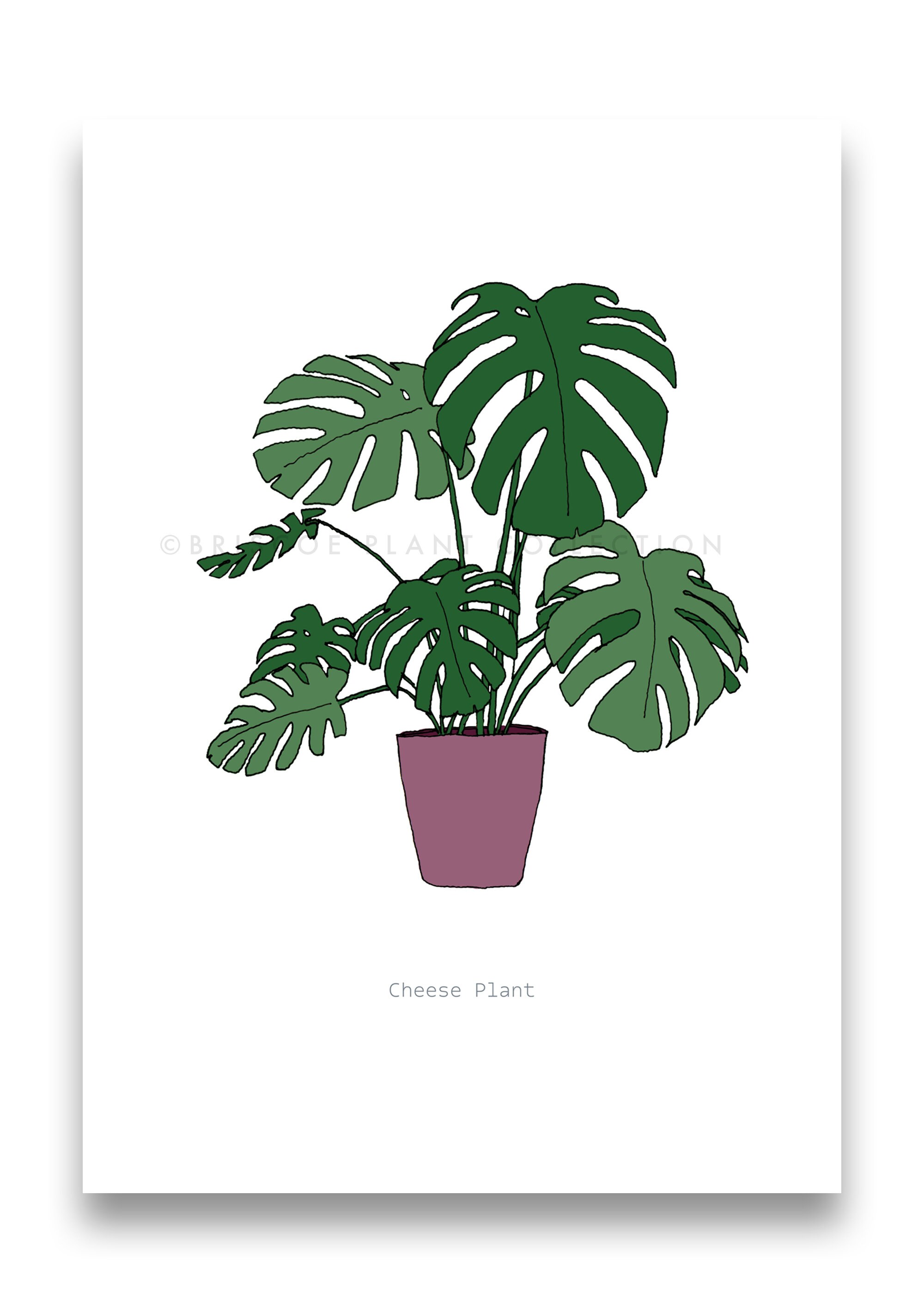 House Plant Print / Botanical Wall Art / Indoor Plants / Plant Etsy UK