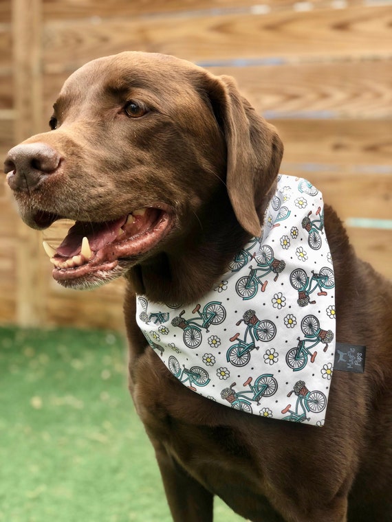 CRUISER BIKES Dog Collar