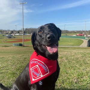 Baseball/Softball Over The Collar Dog Bandana with Customized Team Name/Mascot and Team Colors and Dog Name