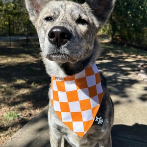 May include: A dog with a brindle coat wearing an orange and white checkered bandana. The bandana is tied around the dog's neck. The dog is sitting outside on a sunny day.
