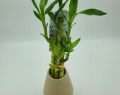 Lucky Bamboo 5 stems in 4.5 inch ceramic vase