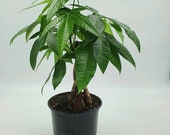 RARE Large Braided Money tree in 6 inch Pot Bring Luck Pachira Houseplant Bonsai