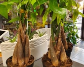 Rare Mini Pachira Braided Money Tree 5 stem Bring Luck Pachira Houseplant Bonsai FREE SHIPPING