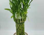 Lucky Bamboo Tower 21 Stems measuring 24.5 inches tall Positive Energy Home or Office