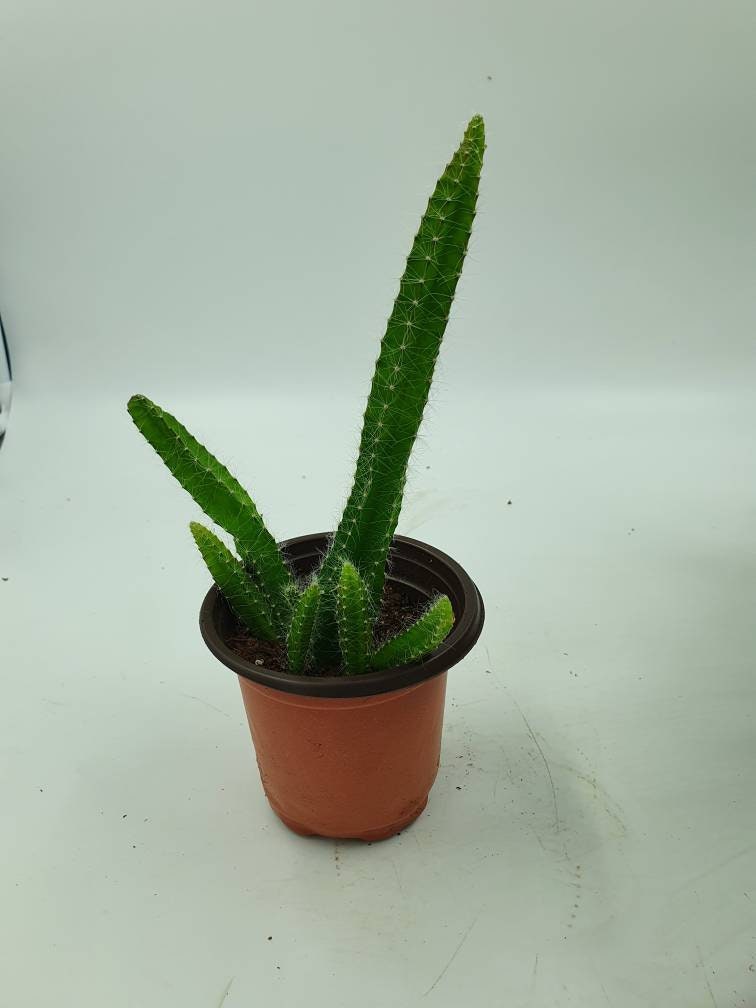 T. Succulent Form × Nizanda T'STROPICALS 10 Most Popular String