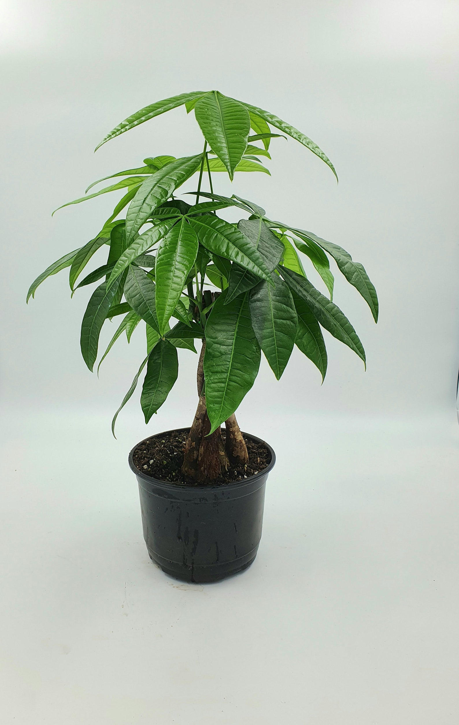 RARE Large Braided Money tree in 6 inch Pot Bring Luck Etsy