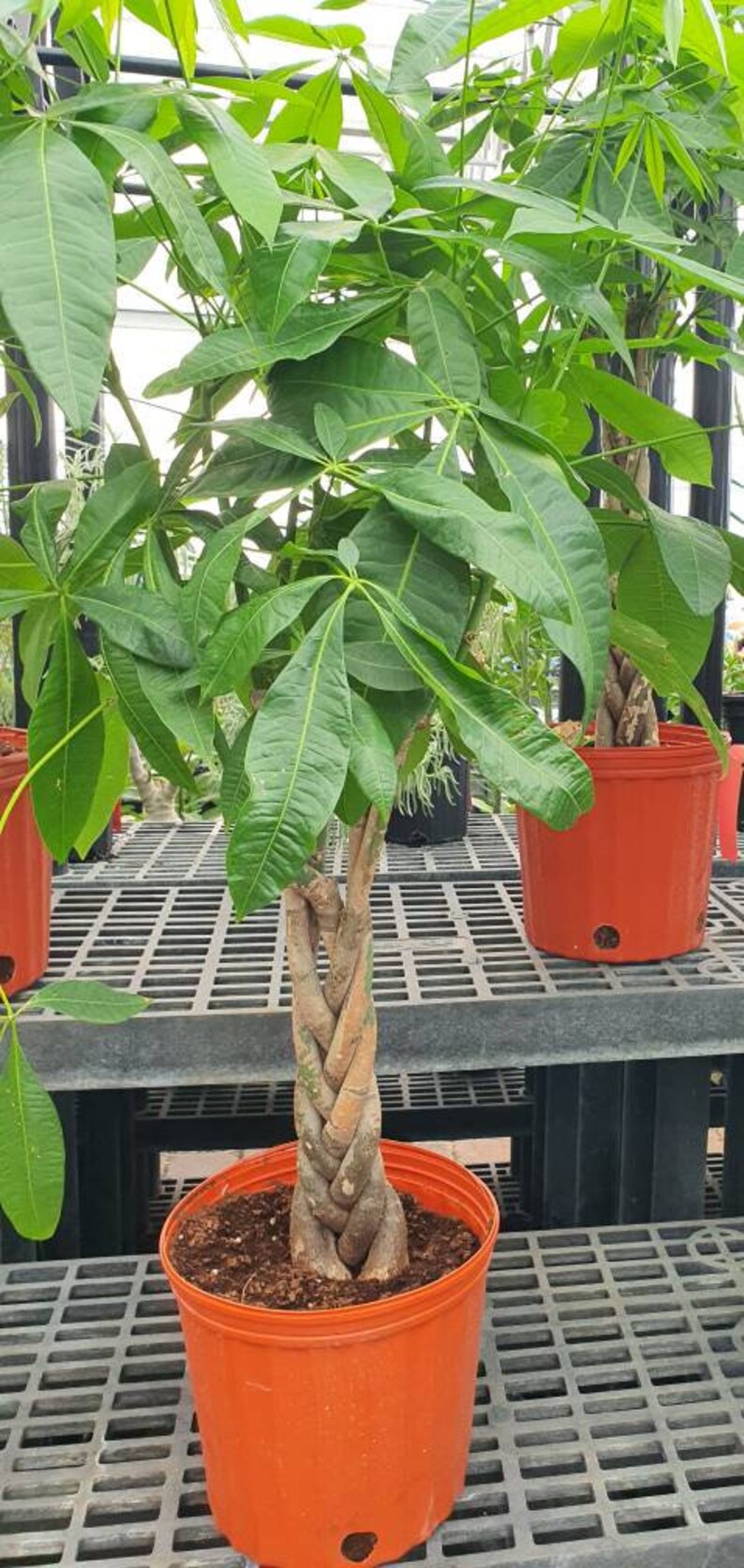 Large braided money tree 2.5ft to 3 ft tall in 3 gallon