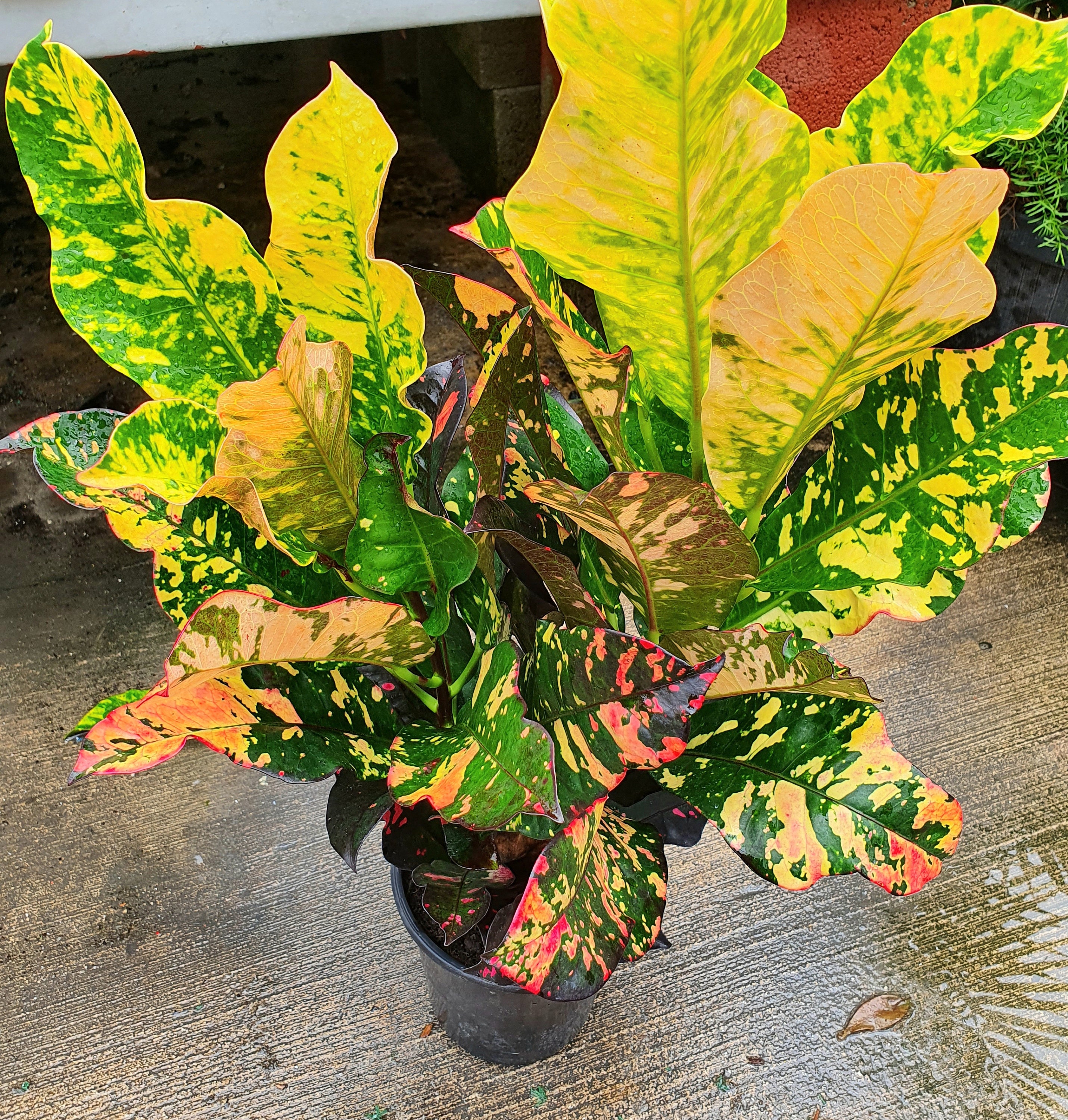 CROTON MAGNIFICENT 2 Plants in 2.5 Quart Pot . Large Beautiful - Etsy