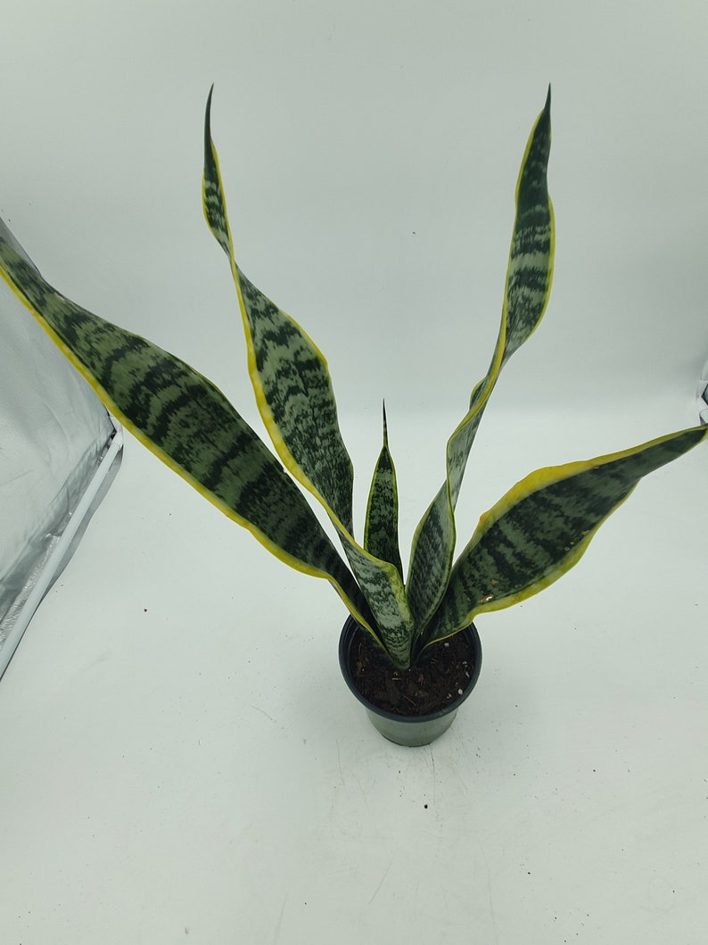 Sansevieria trifasciata Snake Plant LARGE in 6 inch pot Etsy