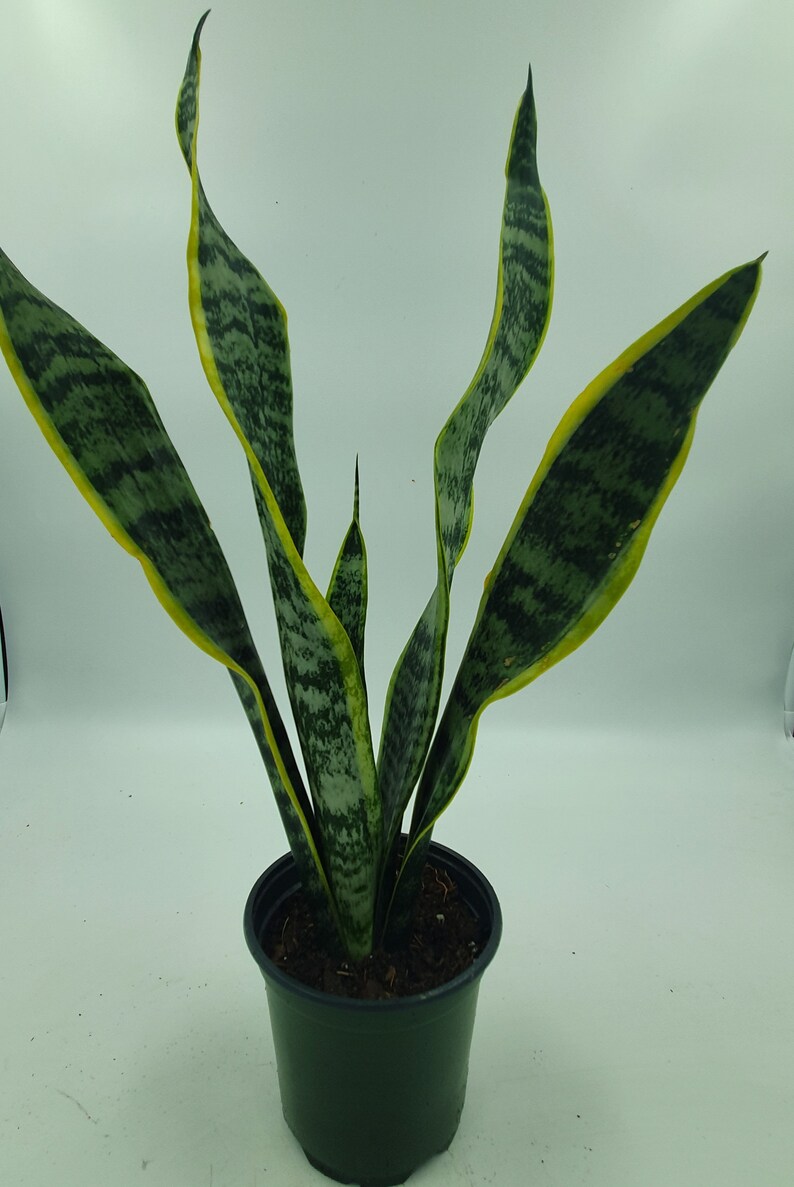 Sansevieria trifasciata Snake Plant LARGE in 6 inch pot Etsy