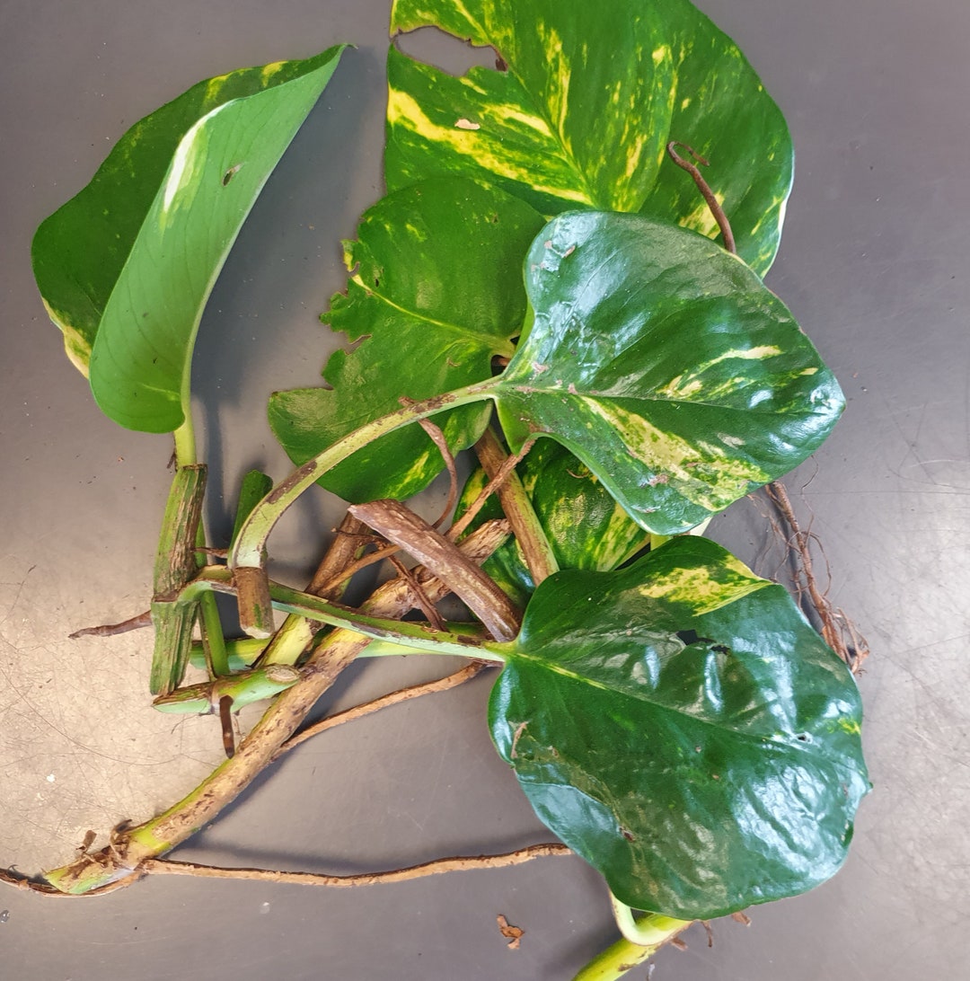 Hawaiian Pothos Imperfect but Perfect BUNDLE for Propogating, Rooted ...