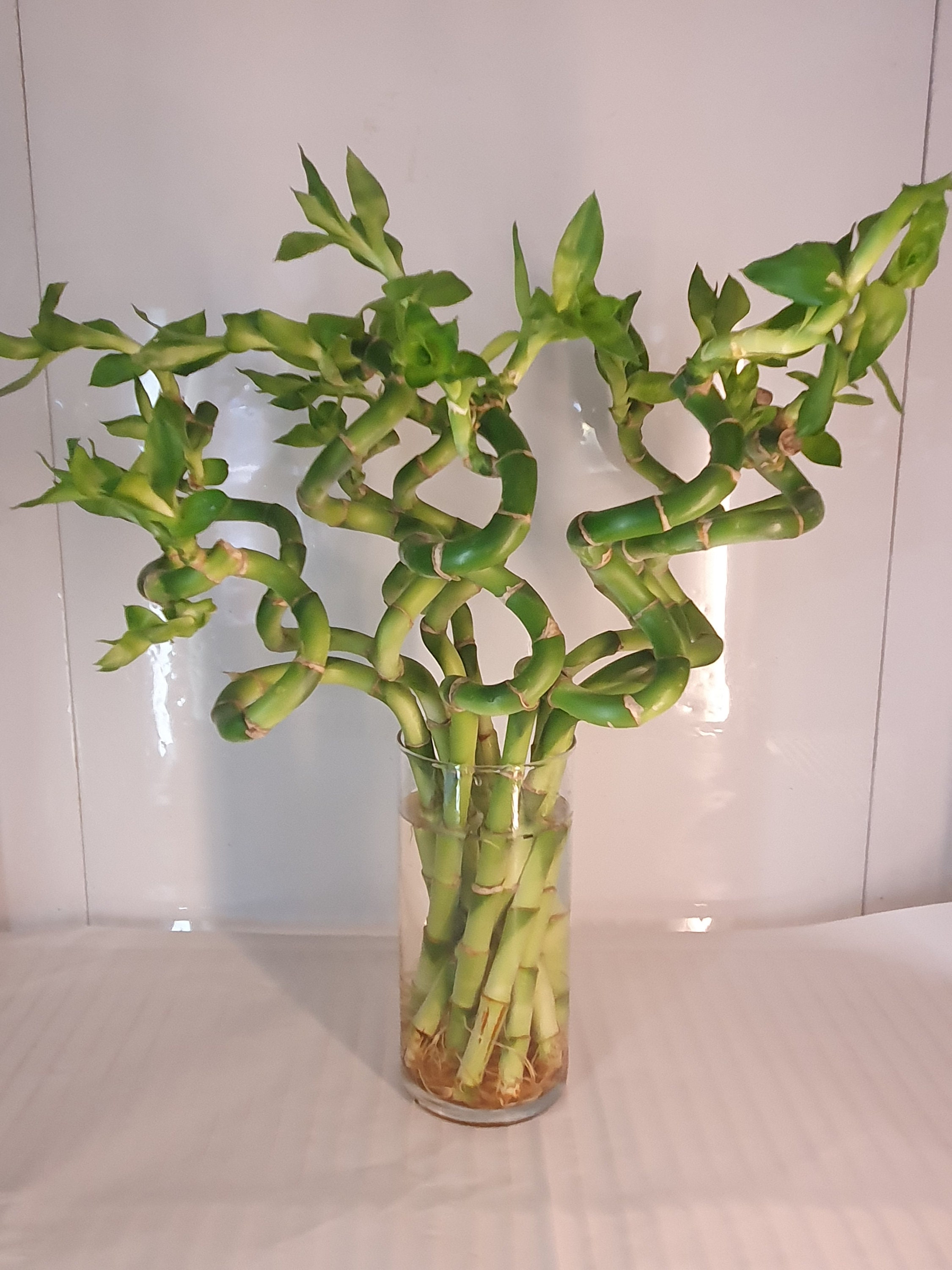 Kaufe zehn Zweige frische Dracaena sanderiana Lucky Bamboo Spiral