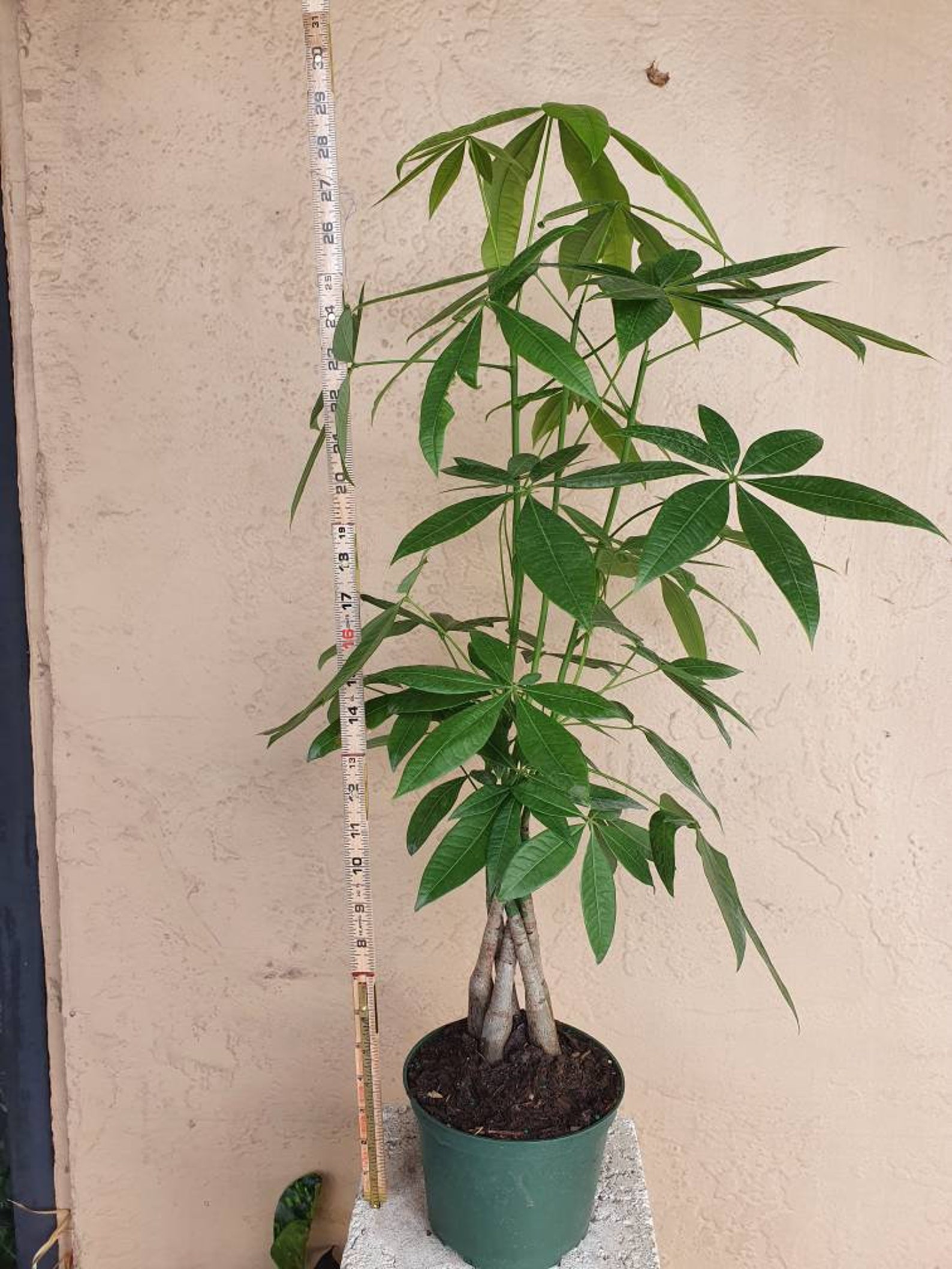 Large Braided Money Tree in 6 Inch Pot Bring Luck Pachira Etsy UK