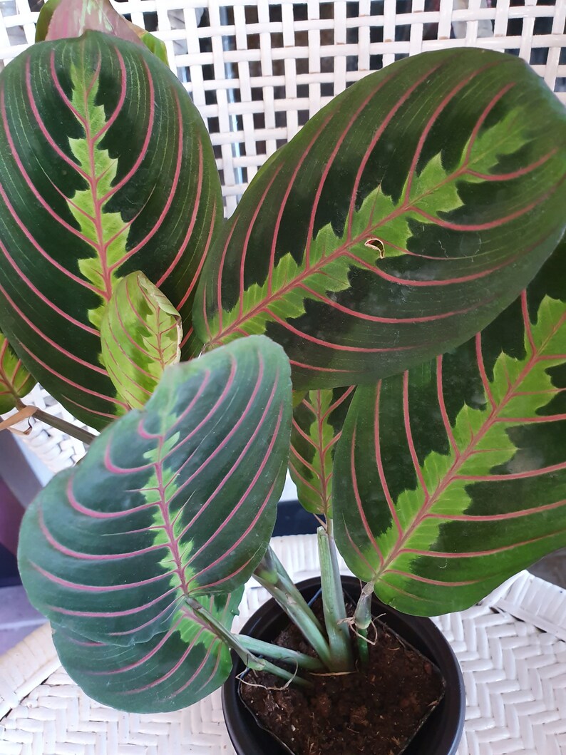 Red Prayer Plant Maranta Easy to Grow House Plant 4 Etsy