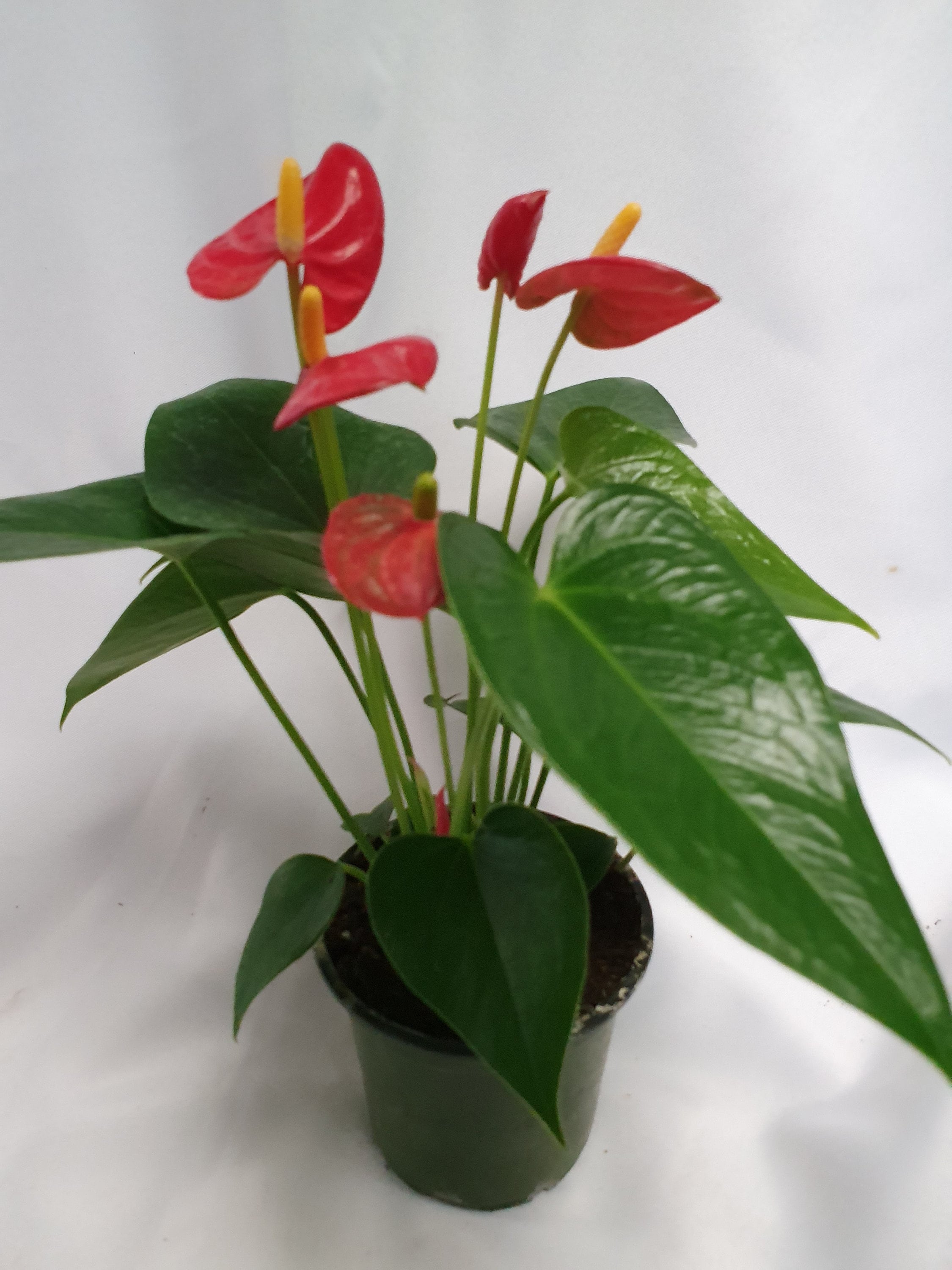 Leopardina Calathea 4 Pot Collector's Series Zebra Plant Leopardina Calathea 4 Pot Collector's Series Zebra Plant