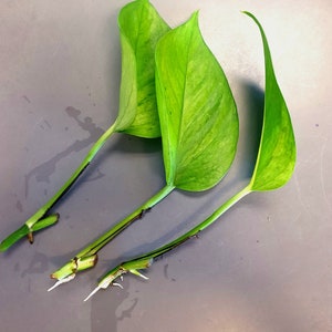 Jessenia Pothos, 5 Leaf Cuttings with root or Node. Pothos, Plant Leaf Cuttings