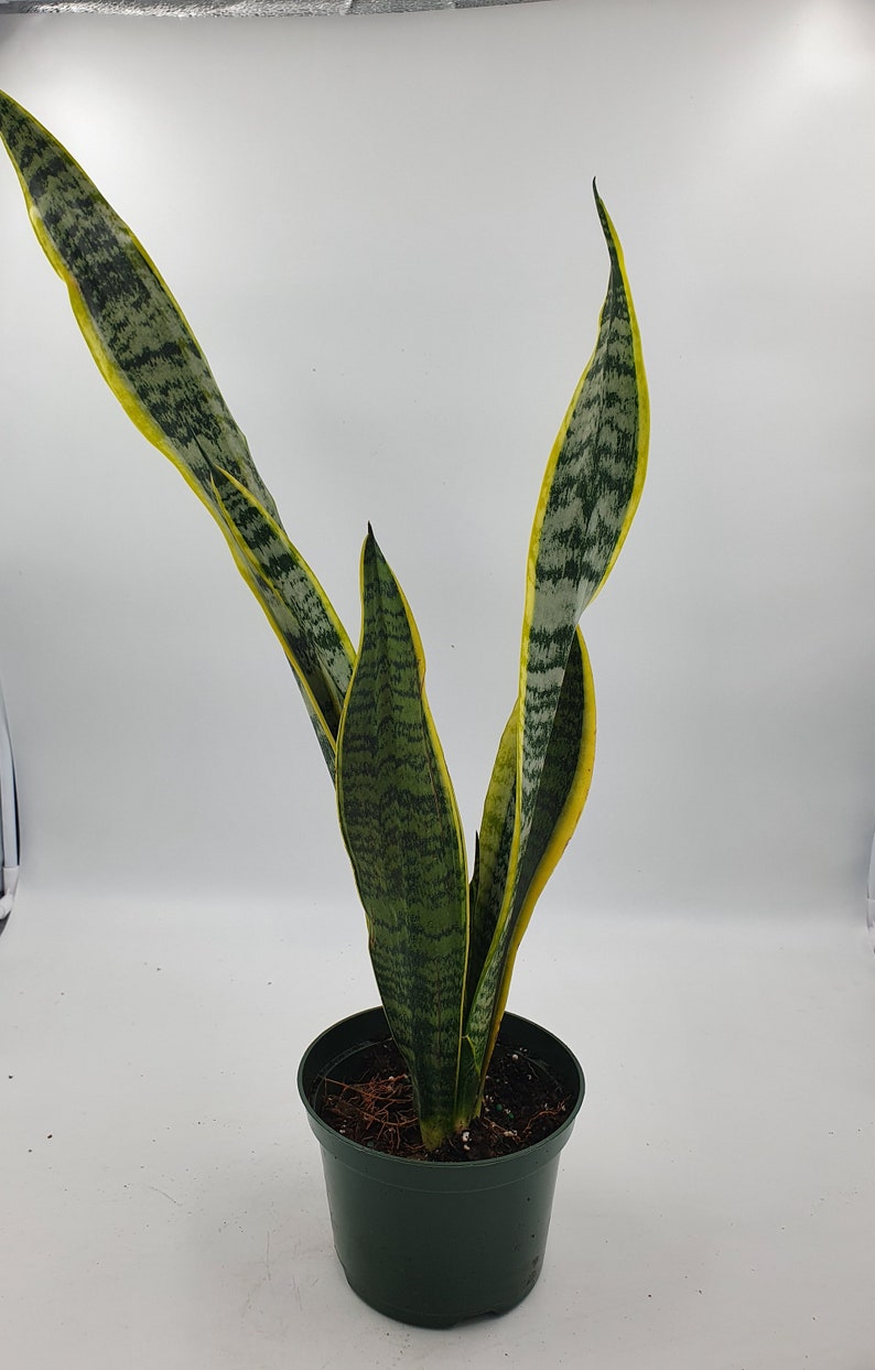 Sansevieria trifasciata Snake Plant LARGE in 6 inch pot Etsy
