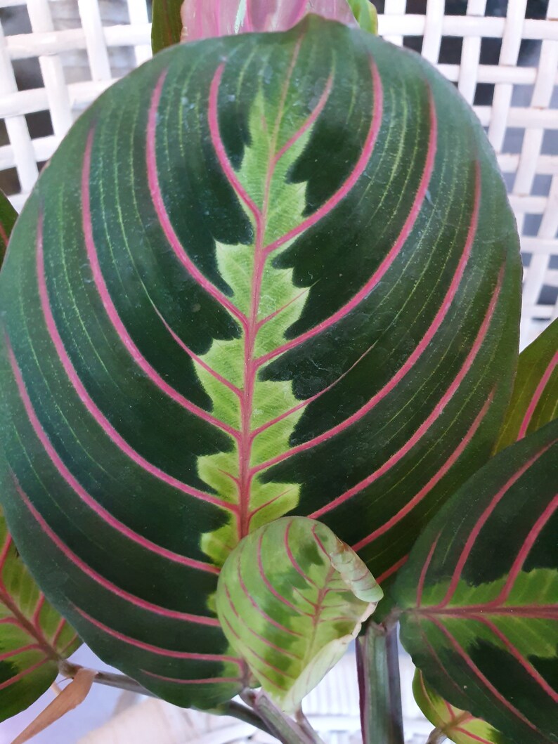 Red Prayer Plant Maranta Easy to Grow House Plant 4 Etsy
