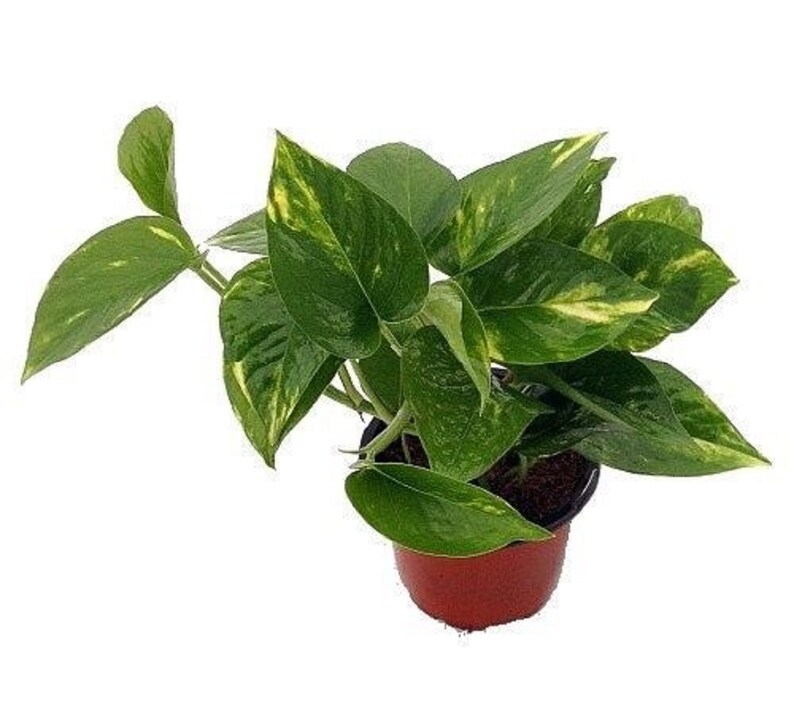 Air Purifier Golden Devil's Ivy Pothos Epipremnum Etsy